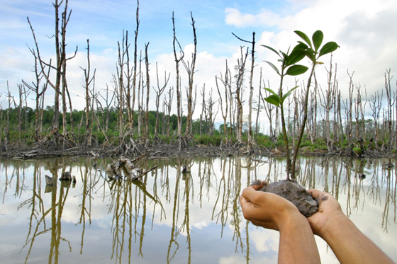 Kegiatan PKM dengn tema Meningkatkan Usaha Kewirausahaan Bagi Masyarakat dan penanaman pohon mangrove