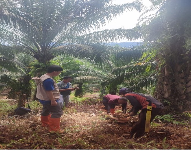 Universitas Borobudur Laksanakan Pengabdian Masyarakat: Edukasi Pemeliharaan Kelapa Sawit di Desa Cinta Mekar, Subang